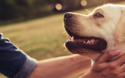 Who Gets the Dog in a Divorce? Understanding Pet Custody and Visitation